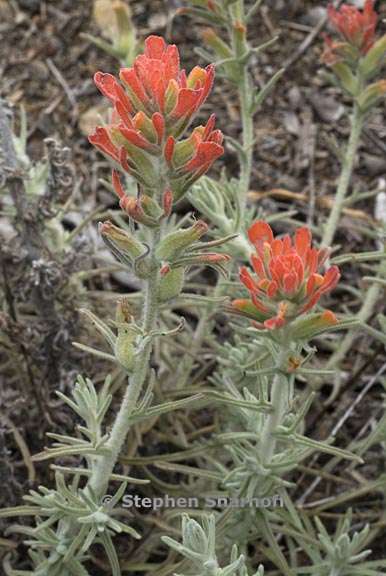 castilleja foliolosa 6 graphic